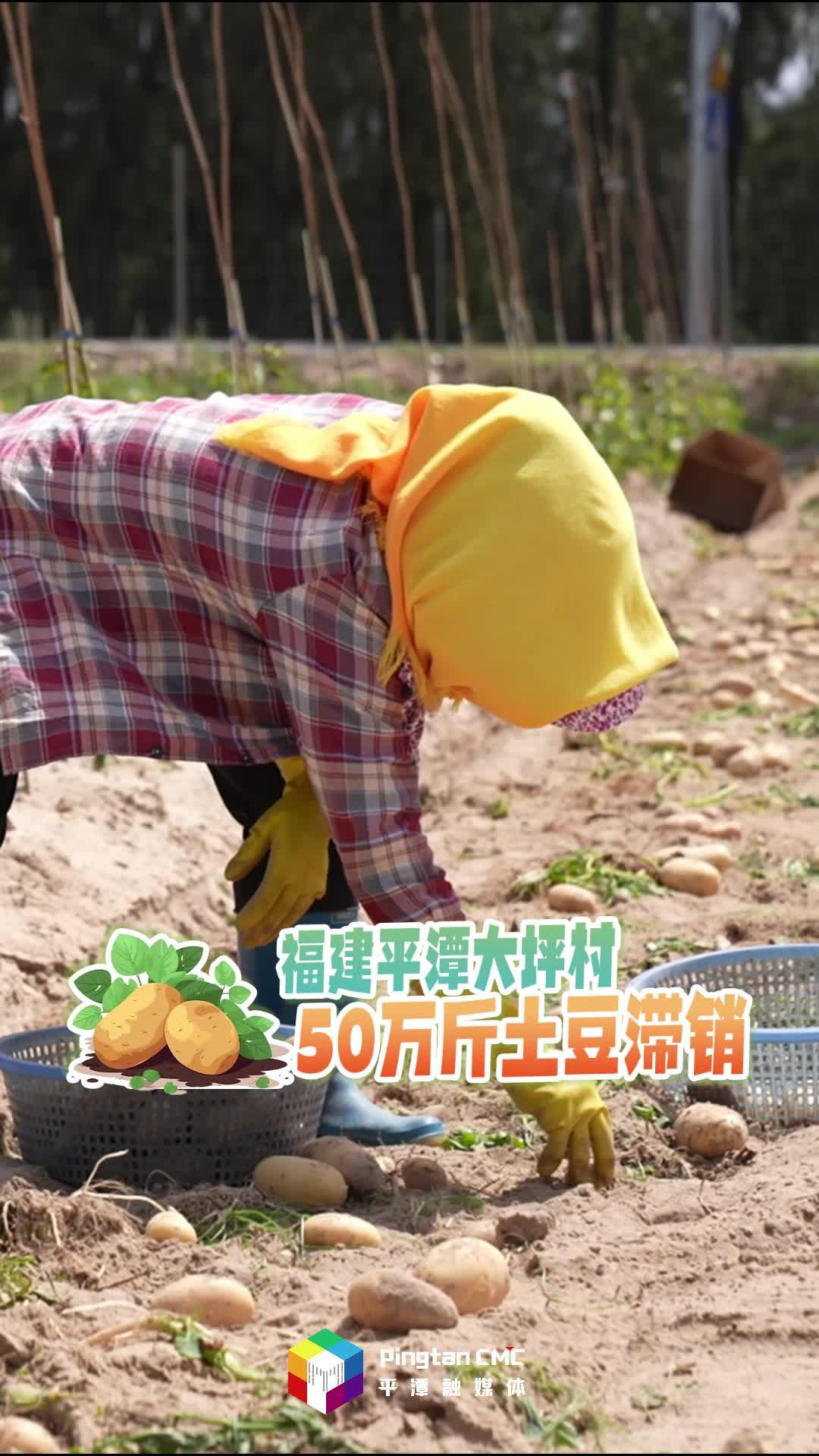急急急！福建平潭50萬斤土豆滯銷，農(nóng)戶愁壞了！