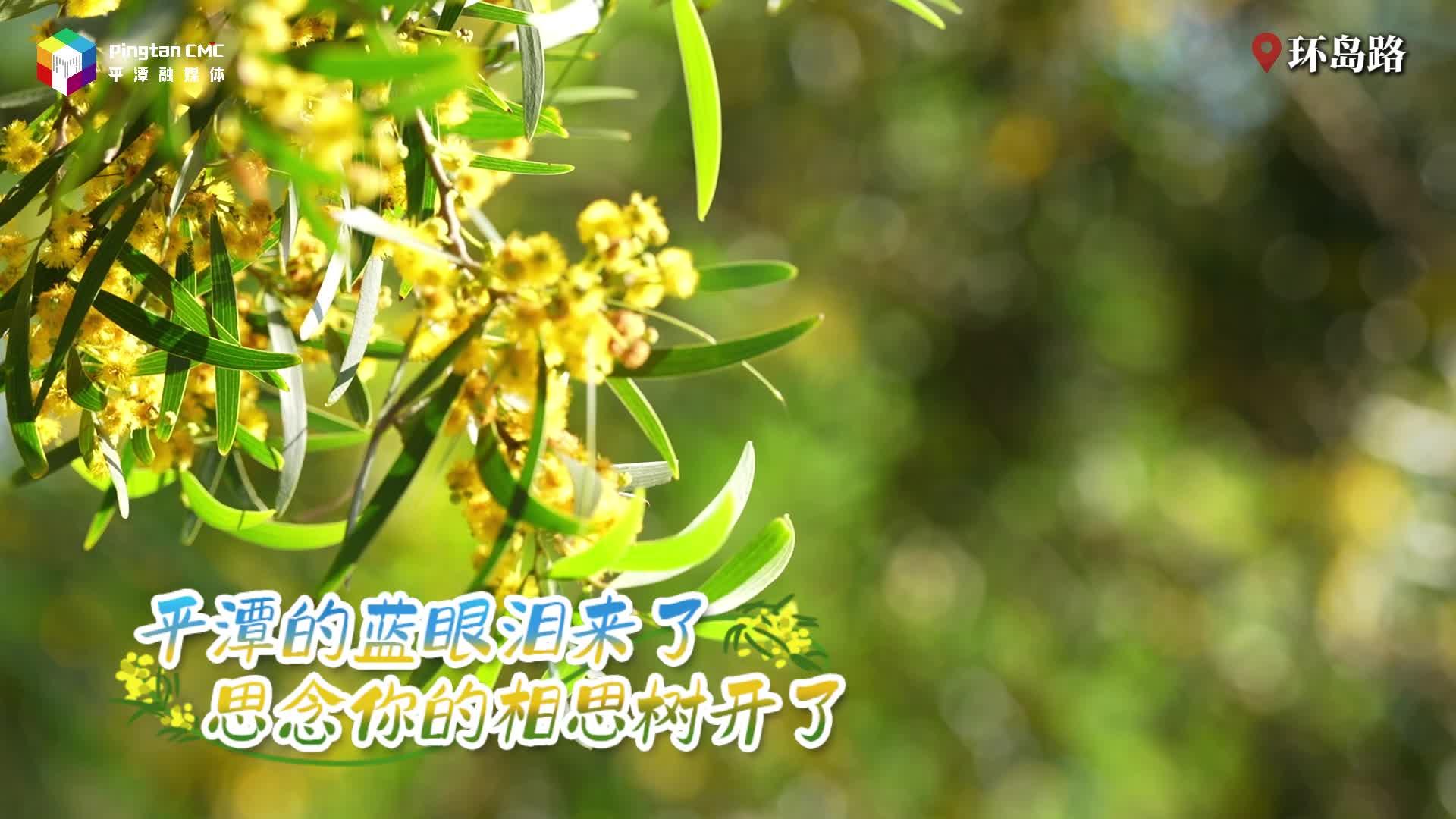 平潭藍(lán)眼淚來了