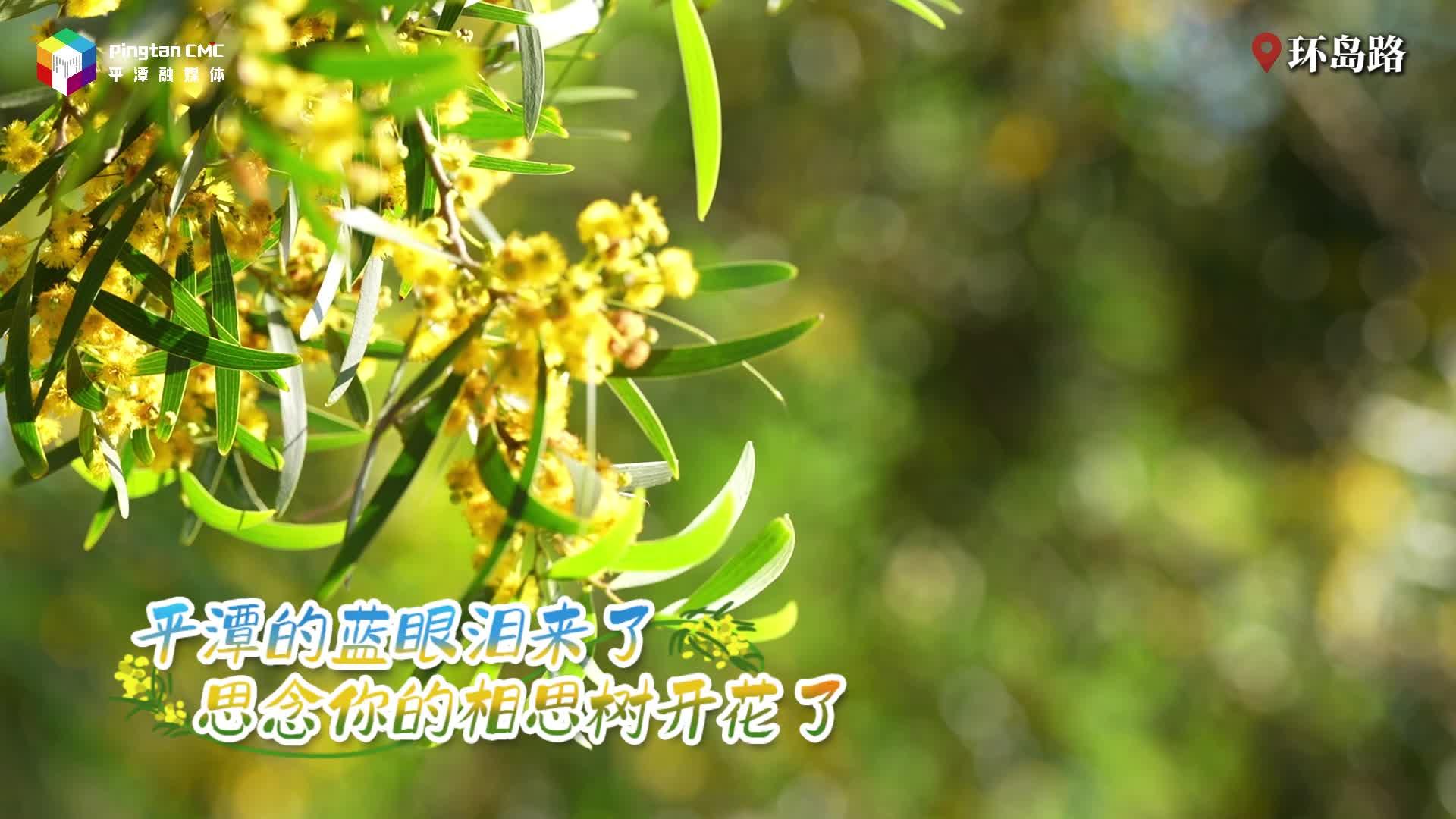 藍(lán)眼淚漫過平潭夜，與 TA 共赴相思