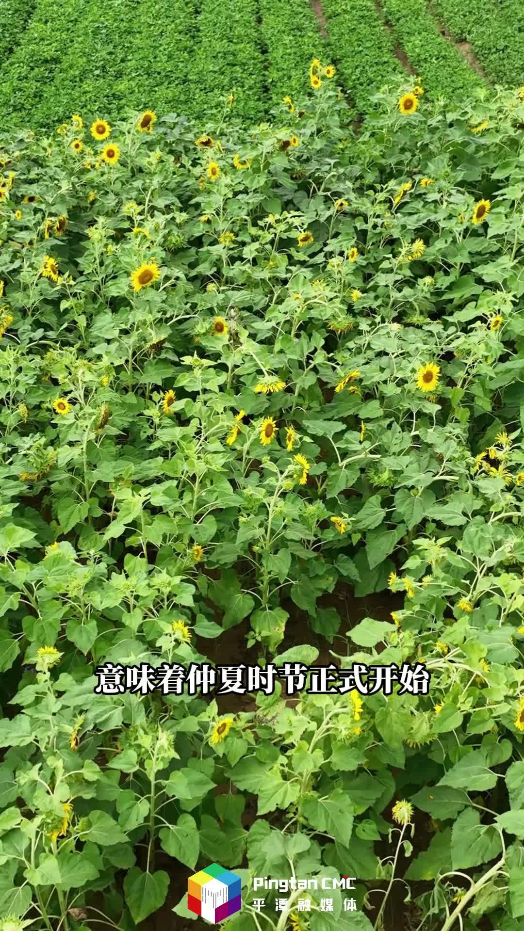 芒種至，仲夏始