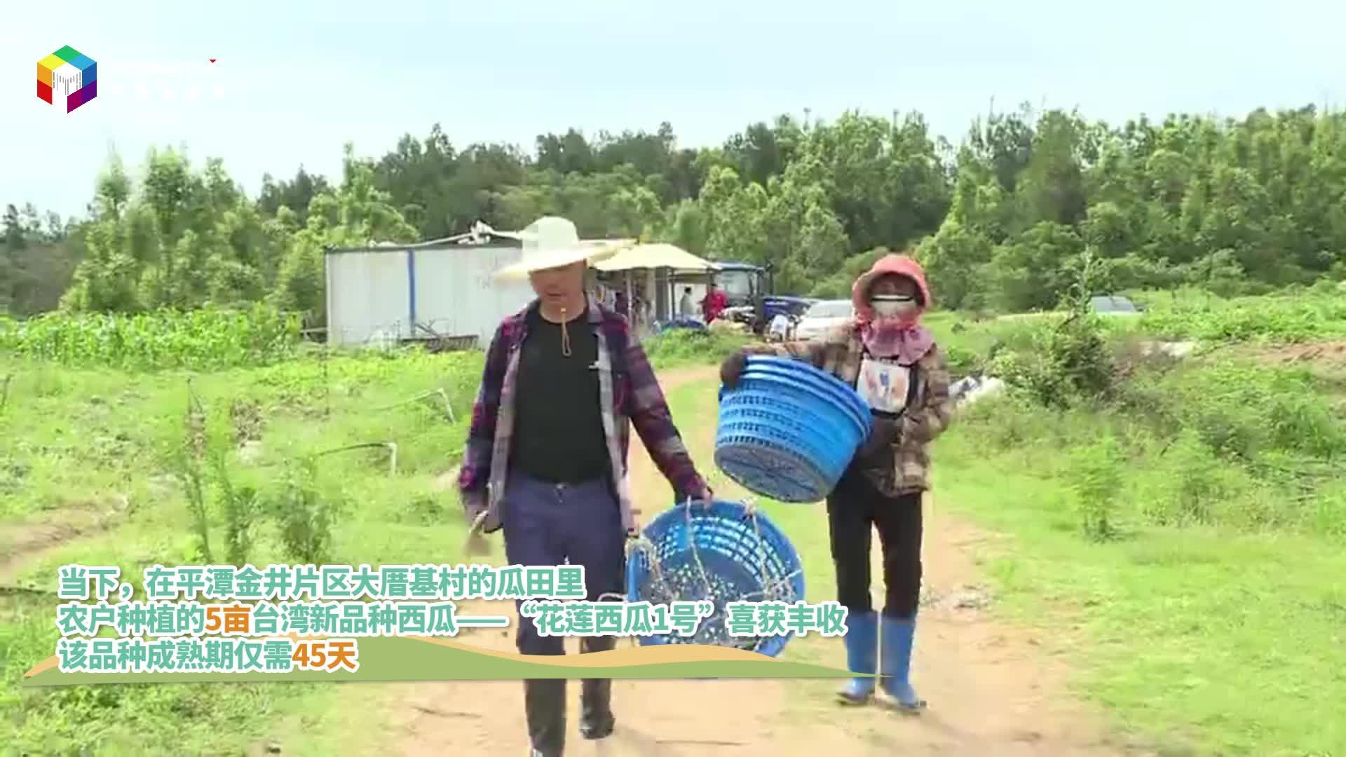 來平潭吃瓜！臺(tái)灣新品種西瓜喜獲豐收
