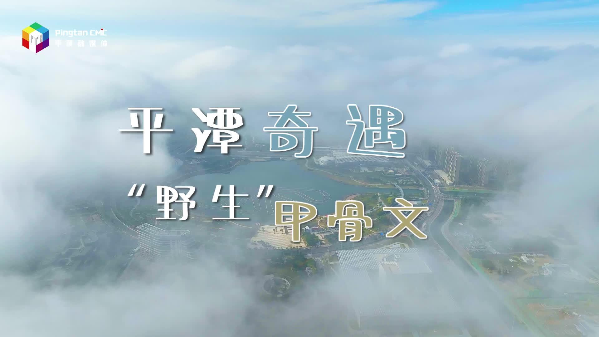 平潭奇遇“野生”甲骨文